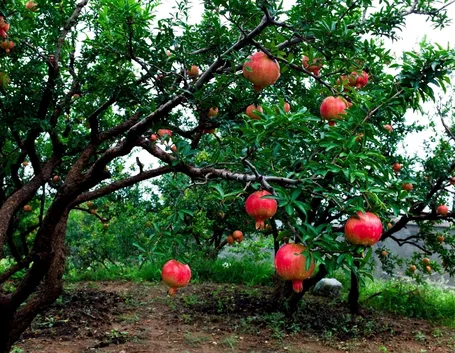 Albero melograno