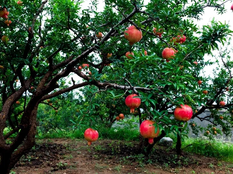 Albero melograno
