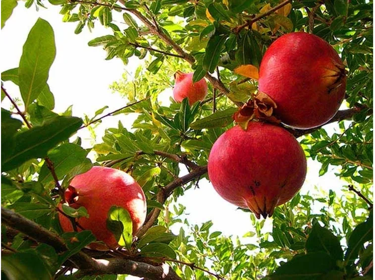 Frutti melograno