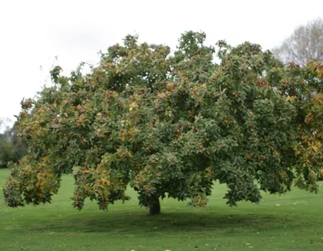 Albero nespolo