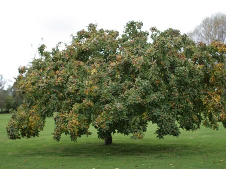 Albero nespolo