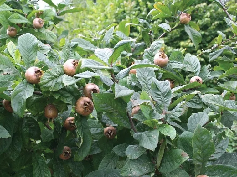 Frutti nespolo