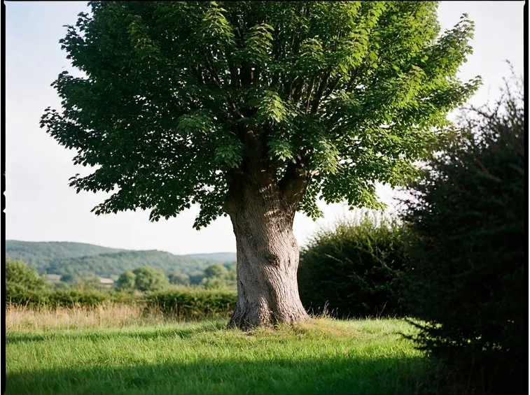 Albero nocciolo