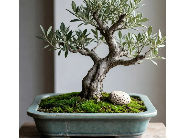 Foto bonsai di olivo.
