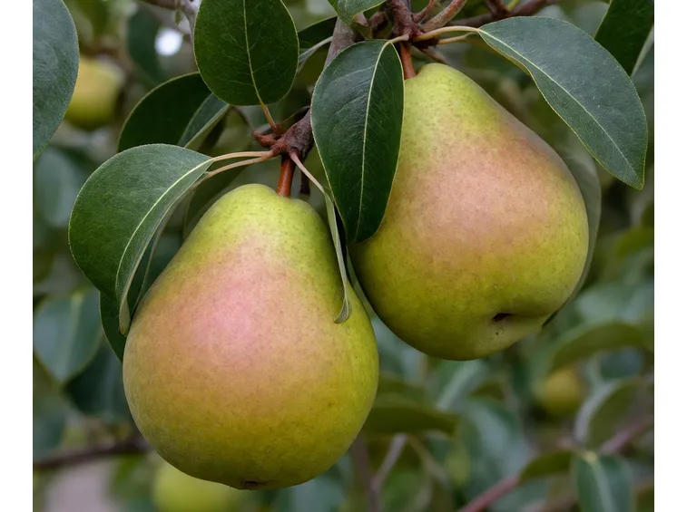 Frutti pianta pero