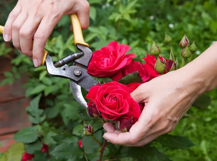 Potatura rose