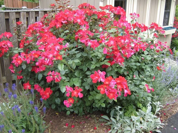 Fire rosa cespuglio