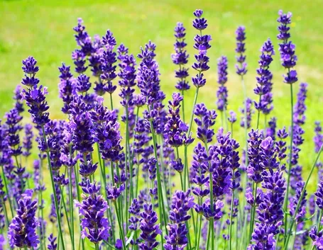 Fiori di lavanda