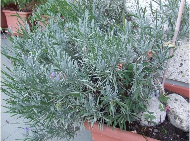 Pianta di lavanda non fiorita