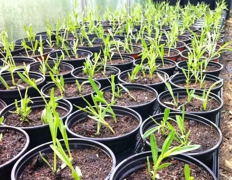 Fiori lavanda