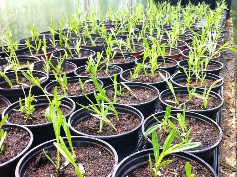 Fiori lavanda