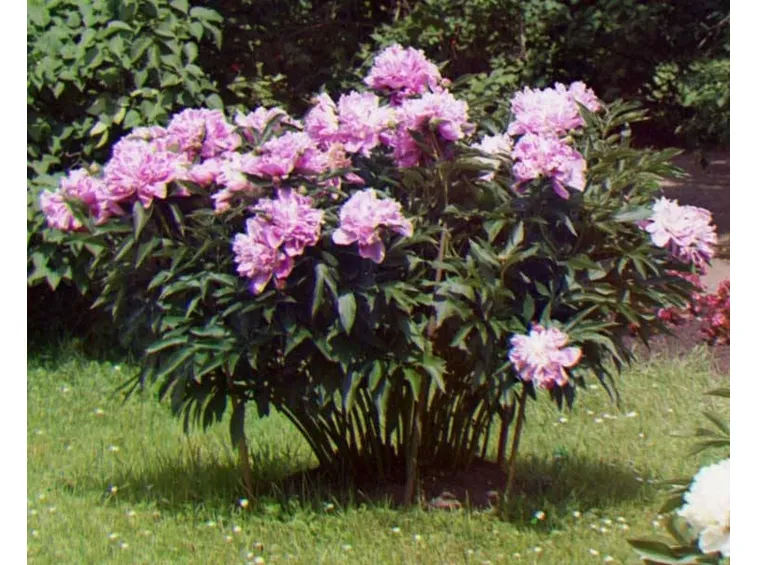 Un cespuglio di peonie