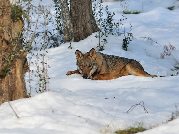 Lupo nel paesaggio invernale