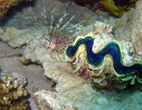 Pesce Leone fondale della Maddalena