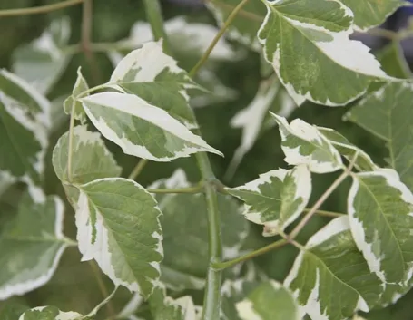 Acer negundo - Foglie