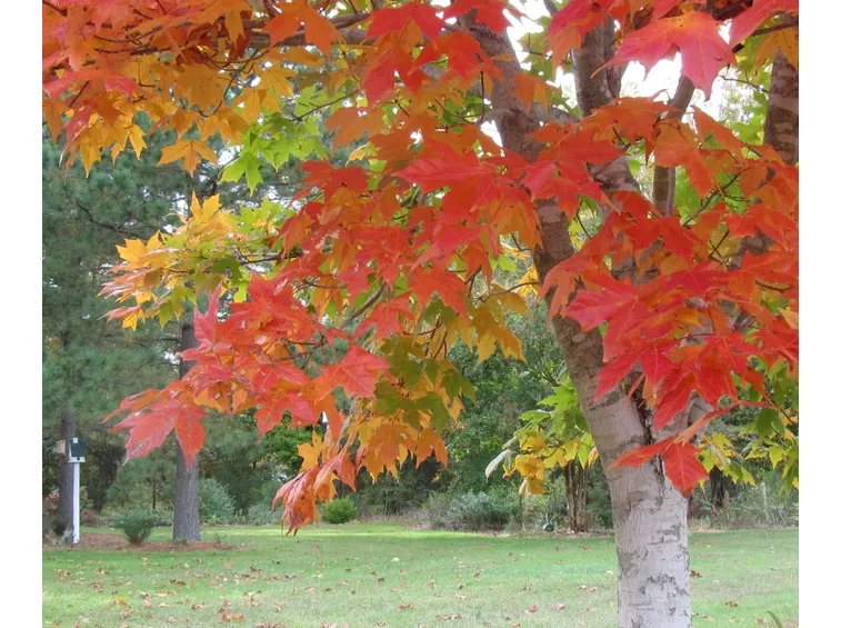 Acer saccharum - Foglie Autunno