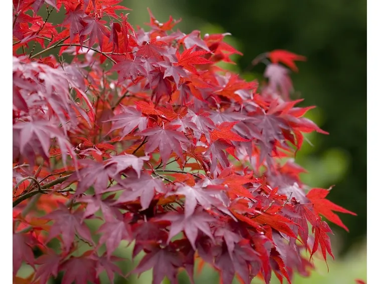 Foglia di acer palmatum