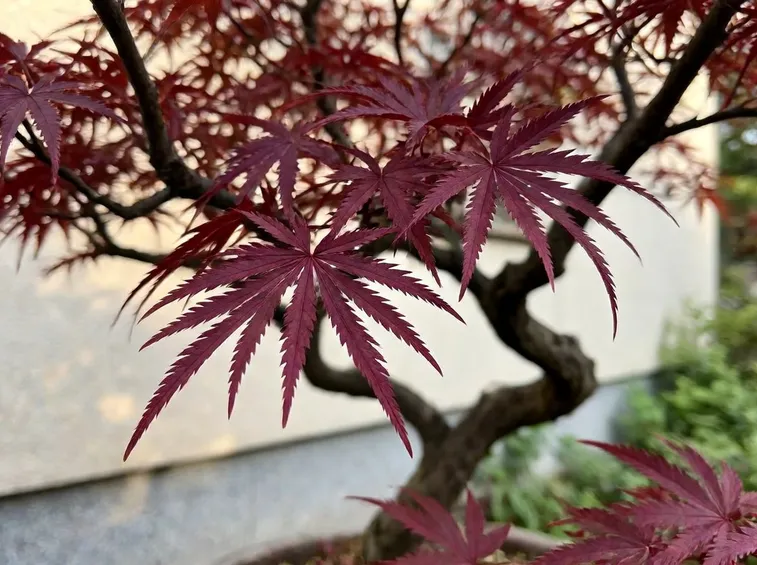 Acer palmatum