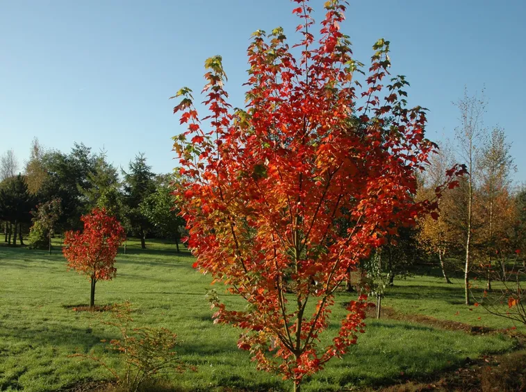 Acer griseum