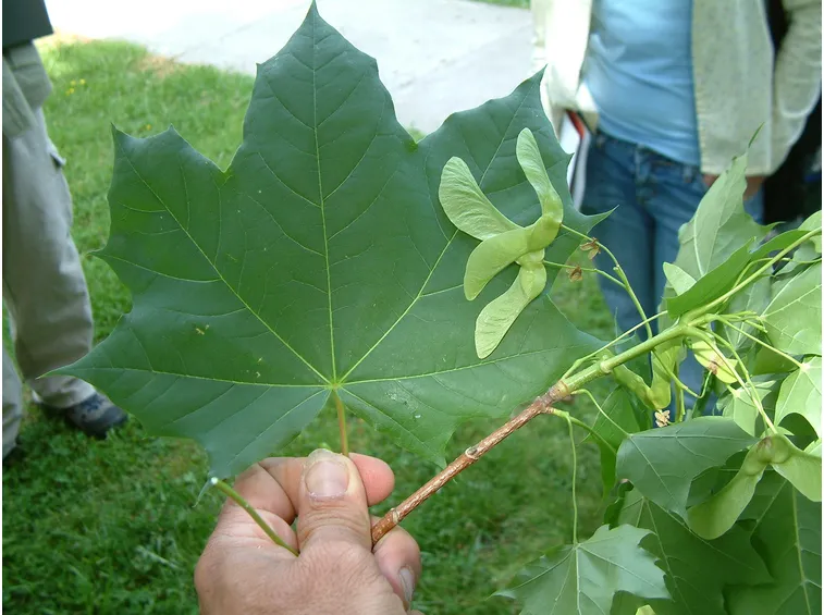 Acer platanoides