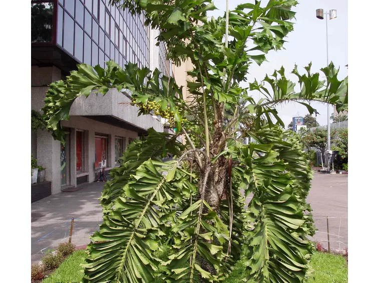 Aiphanes albero