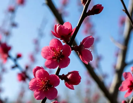 fiori di pesco