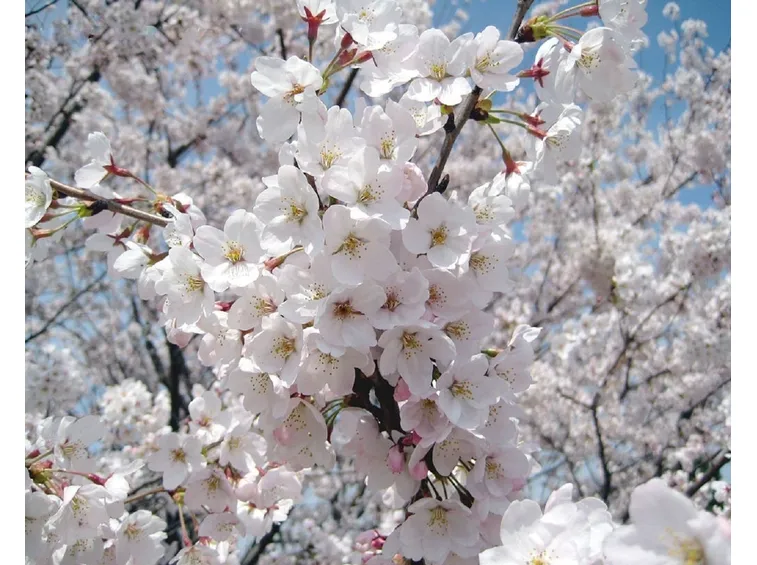 mandorlo fiori