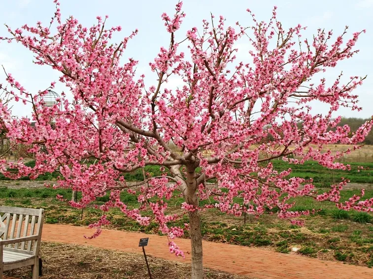 pesco fiori