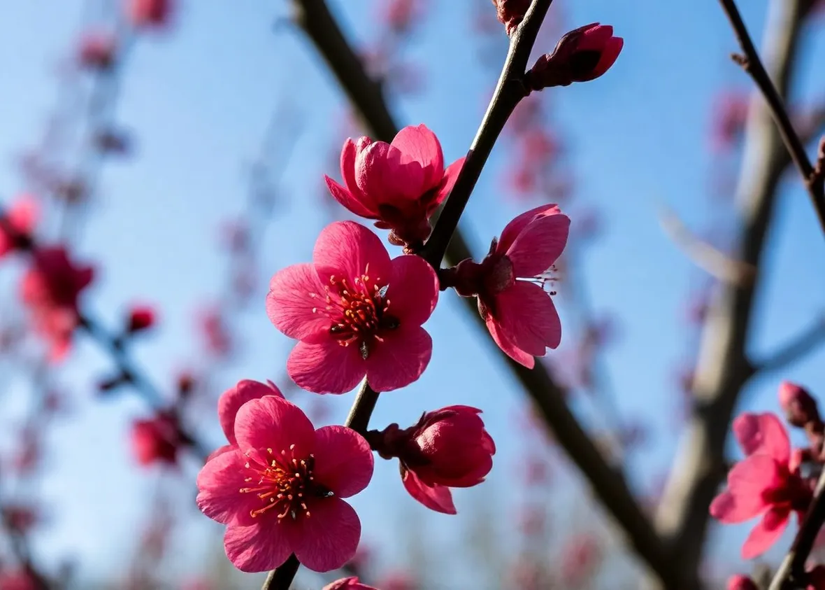 fiori di pesco