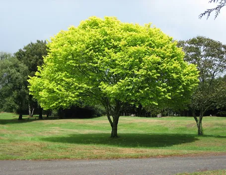 L’albero