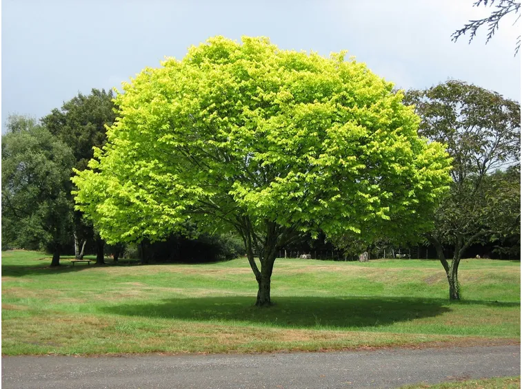 L’albero