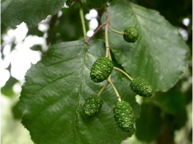 ontano frutti