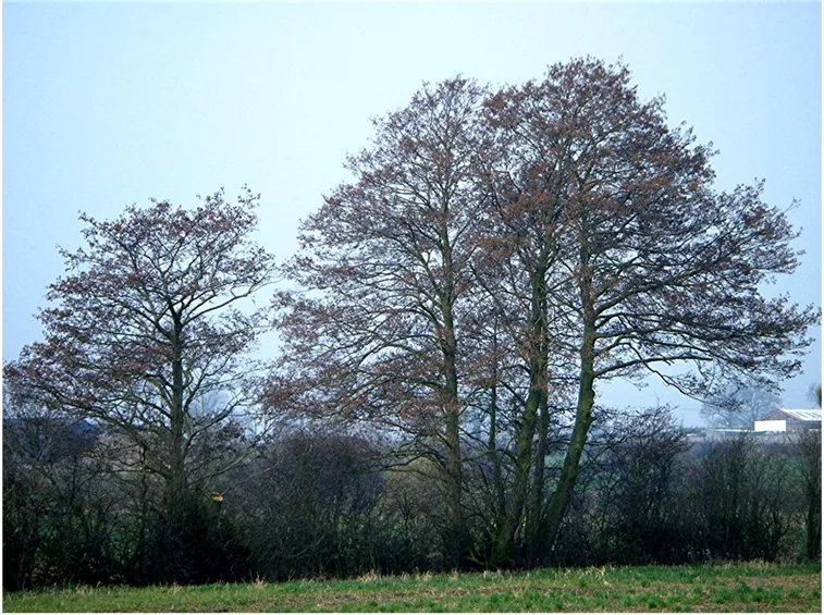 Ontano albero