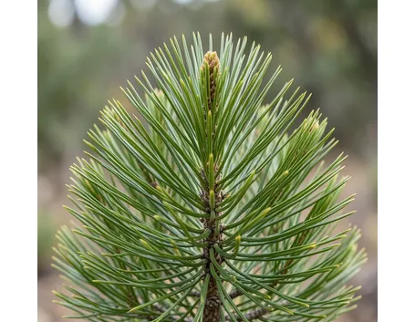 araucaria