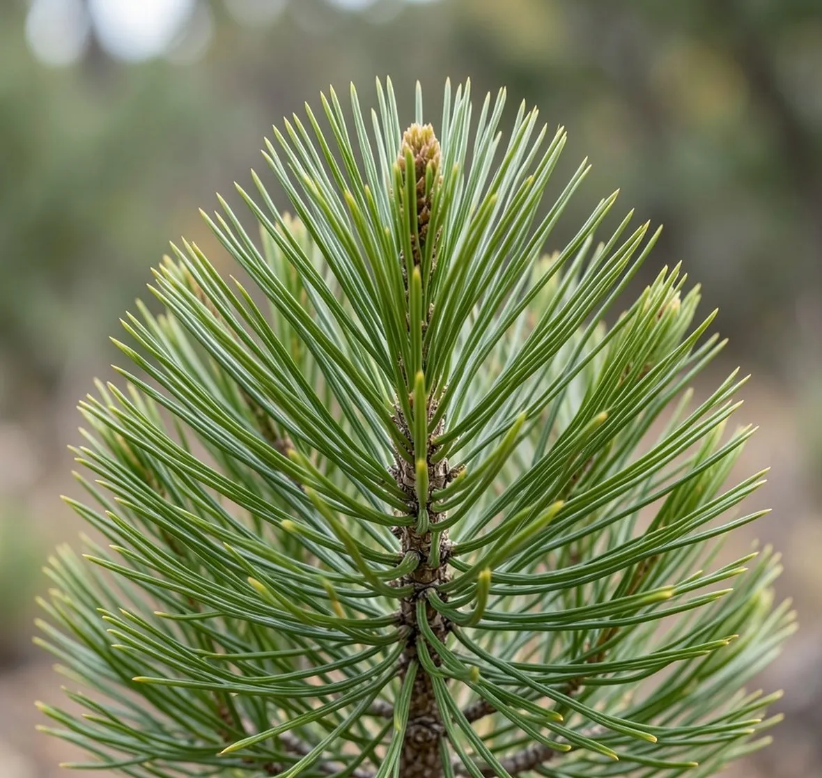 araucaria