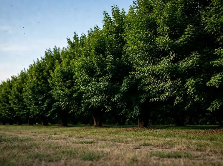 Bagolaro parassiti