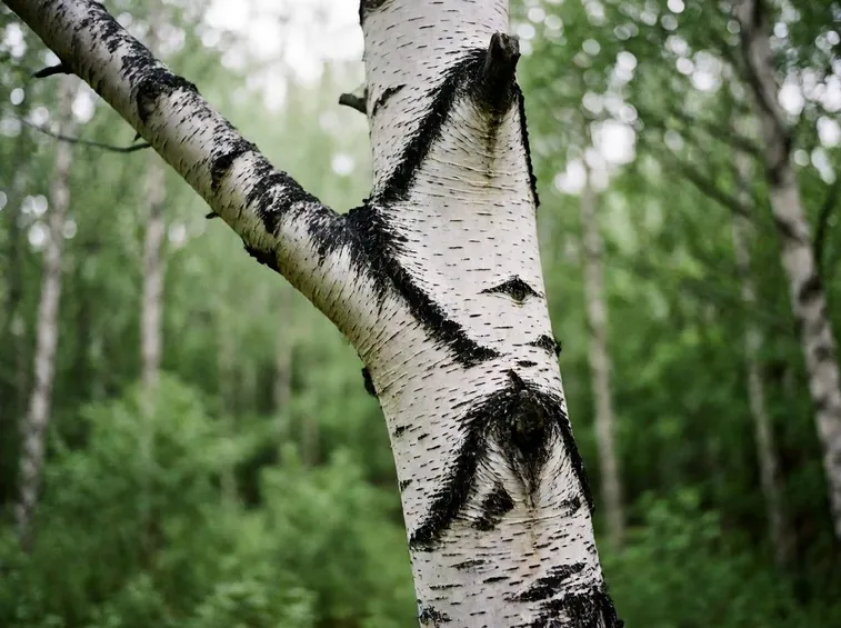 Betula jacquemontii (syn. Betula utilis)
