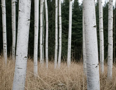 Foresta betulle bianche