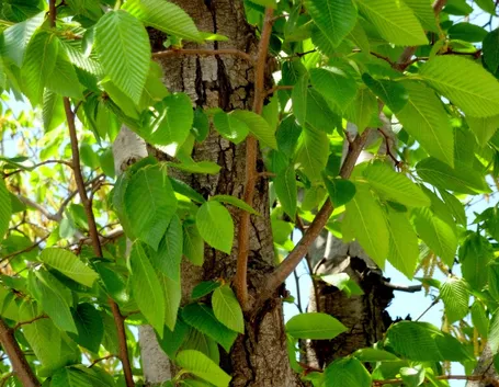 Fronde carpino nero