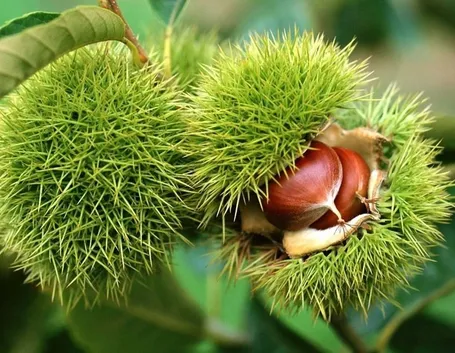 Castagno frutti