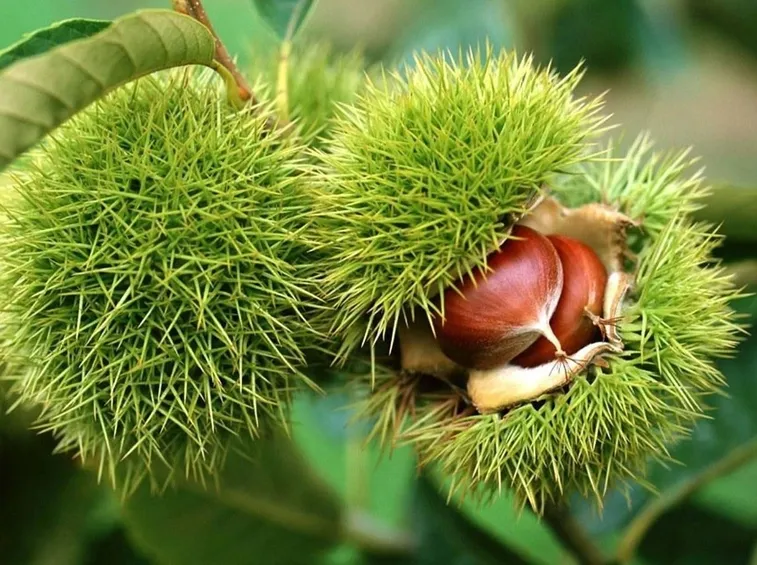Castagno frutti