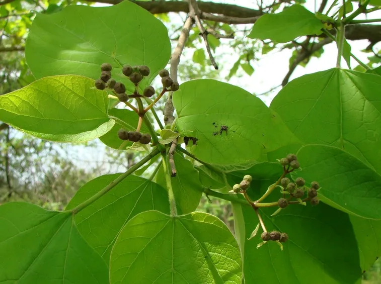 catalpa