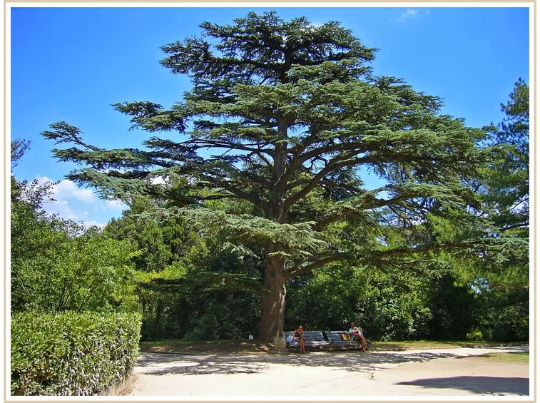 Cedro albero