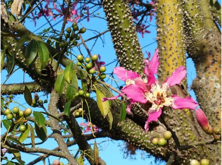 Fiori chorisia speciosa