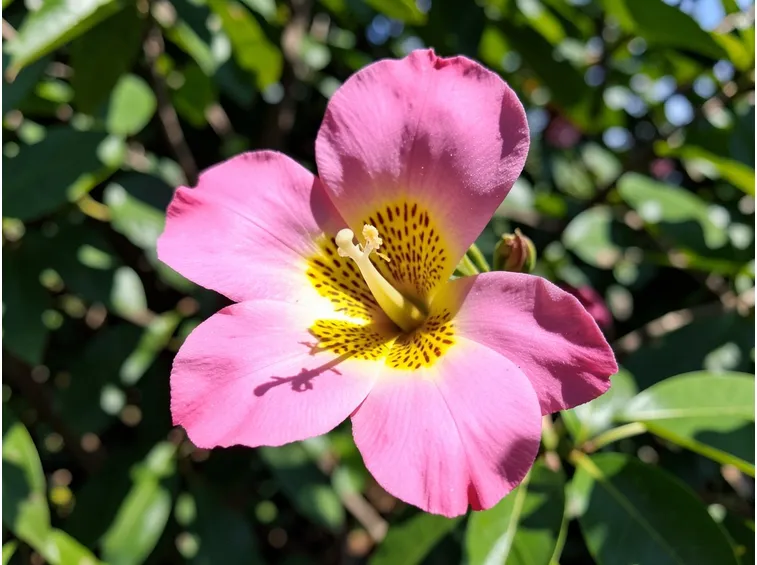 Fiore ceiba speciosa