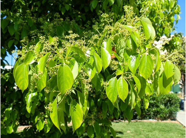 foglie e fiori di canfora
