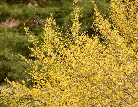 Fiori corniolo