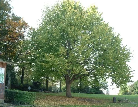 Corylus
