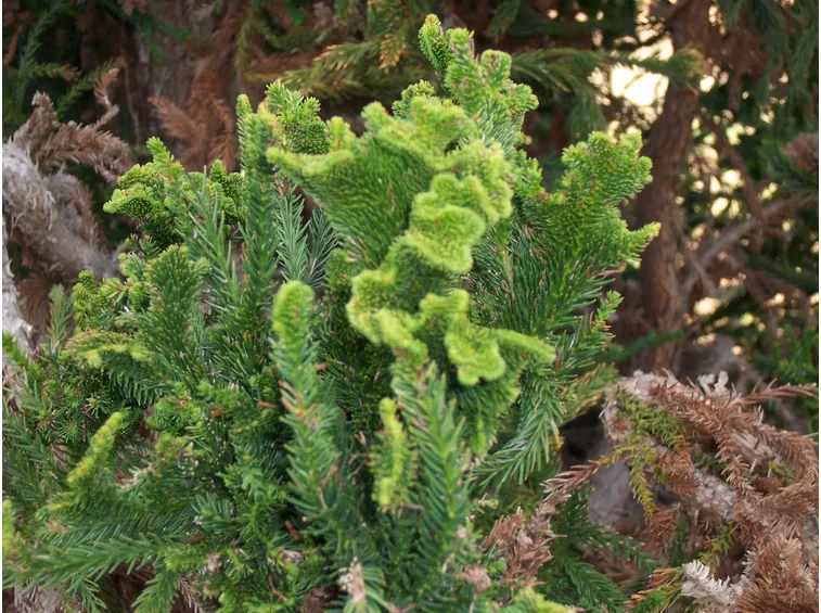Crittomeria