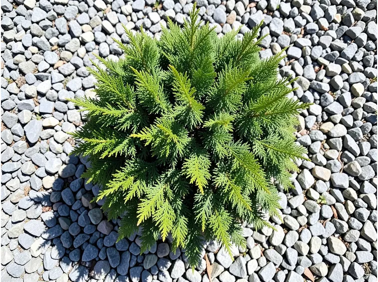crytomeria japonica nana
